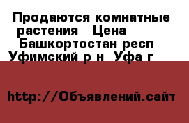 Продаются комнатные растения › Цена ­ 100 - Башкортостан респ., Уфимский р-н, Уфа г.  »    